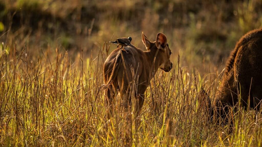 Part 5 – Biotic Interaction – Competition ,Predation,Commensalism